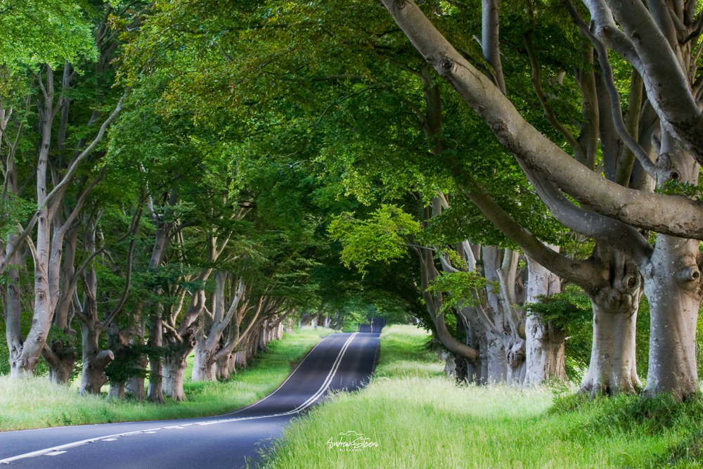 Beech Avenue, B-Road